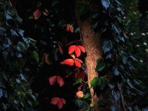 Preview wallpaper tree, leaves, backlight, macro, dark