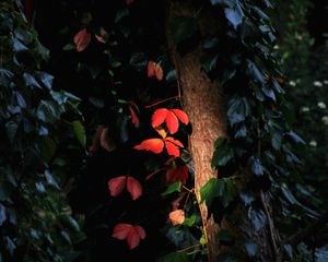 Preview wallpaper tree, leaves, backlight, macro, dark