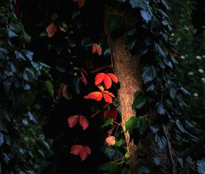 Preview wallpaper tree, leaves, backlight, macro, dark