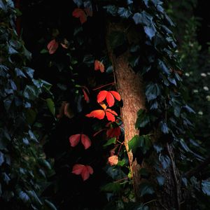 Preview wallpaper tree, leaves, backlight, macro, dark