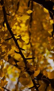 Preview wallpaper tree, leaves, branches, yellow, autumn, blur