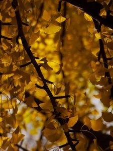 Preview wallpaper tree, leaves, branches, yellow, autumn, blur