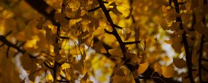 Preview wallpaper tree, leaves, branches, yellow, autumn, blur