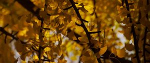 Preview wallpaper tree, leaves, branches, yellow, autumn, blur