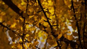 Preview wallpaper tree, leaves, branches, yellow, autumn, blur