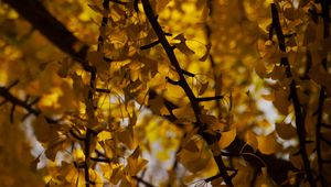 Preview wallpaper tree, leaves, branches, yellow, autumn, blur