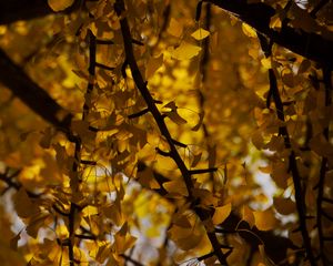 Preview wallpaper tree, leaves, branches, yellow, autumn, blur