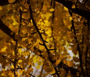 Preview wallpaper tree, leaves, branches, yellow, autumn, blur