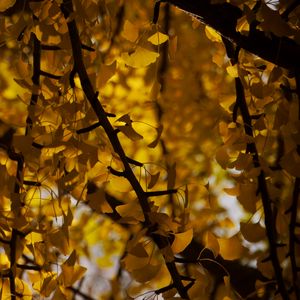 Preview wallpaper tree, leaves, branches, yellow, autumn, blur