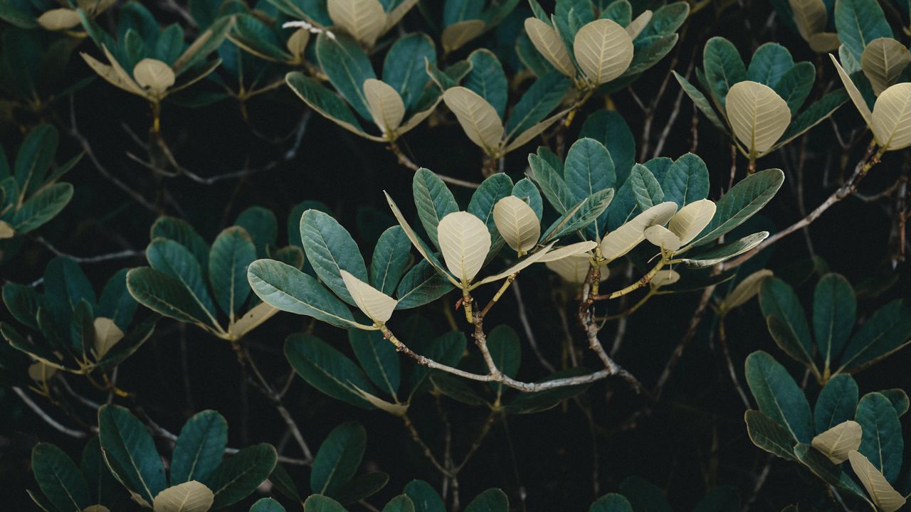 Wallpaper tree, leaves, branches, green