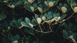 Preview wallpaper tree, leaves, branches, green