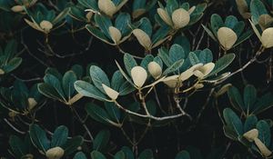 Preview wallpaper tree, leaves, branches, green