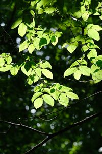 Preview wallpaper tree, leaves, branches, macro, green