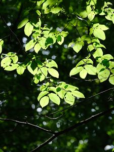 Preview wallpaper tree, leaves, branches, macro, green