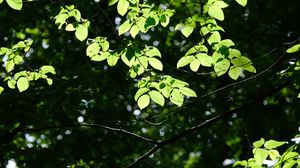 Preview wallpaper tree, leaves, branches, macro, green