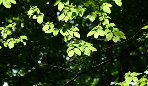 Preview wallpaper tree, leaves, branches, macro, green