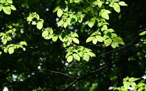 Preview wallpaper tree, leaves, branches, macro, green