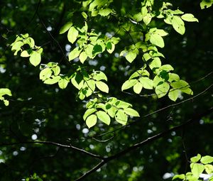 Preview wallpaper tree, leaves, branches, macro, green