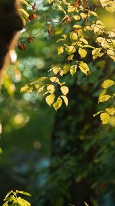 Preview wallpaper tree, leaves, branches, green, macro