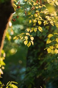 Preview wallpaper tree, leaves, branches, green, macro