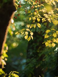 Preview wallpaper tree, leaves, branches, green, macro