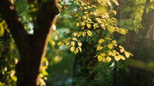 Preview wallpaper tree, leaves, branches, green, macro