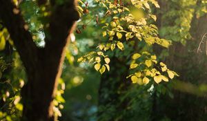 Preview wallpaper tree, leaves, branches, green, macro