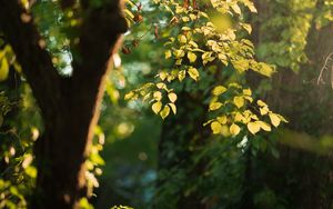 Preview wallpaper tree, leaves, branches, green, macro