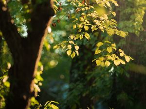 Preview wallpaper tree, leaves, branches, green, macro