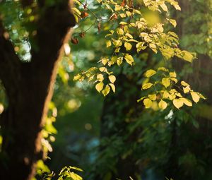 Preview wallpaper tree, leaves, branches, green, macro
