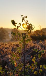 Preview wallpaper tree, leaves, branches, sun, dawn