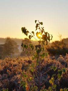 Preview wallpaper tree, leaves, branches, sun, dawn