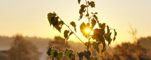 Preview wallpaper tree, leaves, branches, sun, dawn