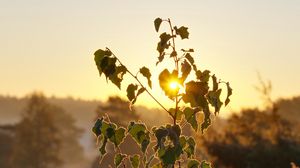 Preview wallpaper tree, leaves, branches, sun, dawn