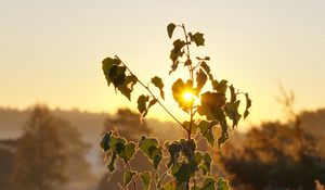 Preview wallpaper tree, leaves, branches, sun, dawn