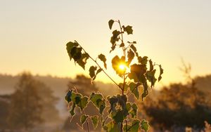 Preview wallpaper tree, leaves, branches, sun, dawn