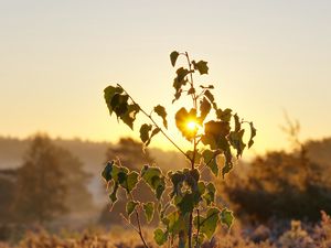 Preview wallpaper tree, leaves, branches, sun, dawn