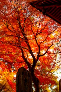 Preview wallpaper tree, leaves, branches, autumn
