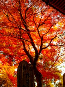 Preview wallpaper tree, leaves, branches, autumn