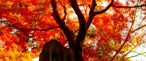 Preview wallpaper tree, leaves, branches, autumn