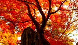 Preview wallpaper tree, leaves, branches, autumn