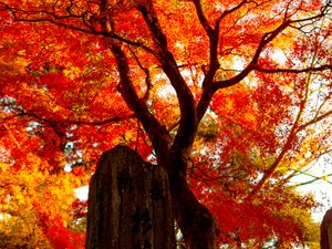 Preview wallpaper tree, leaves, branches, autumn