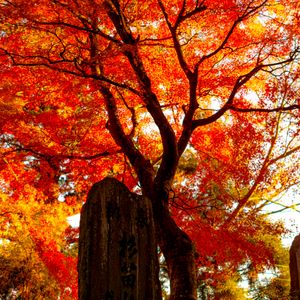 Preview wallpaper tree, leaves, branches, autumn