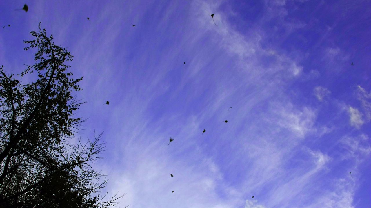 Wallpaper tree, leaves, clouds, sky, nature