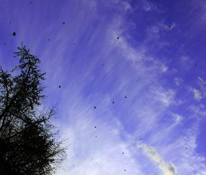 Preview wallpaper tree, leaves, clouds, sky, nature