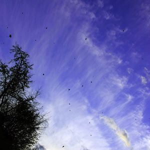 Preview wallpaper tree, leaves, clouds, sky, nature