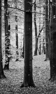 Preview wallpaper tree, leaves, dry, autumn, black and white