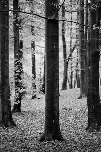 Preview wallpaper tree, leaves, dry, autumn, black and white