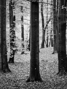 Preview wallpaper tree, leaves, dry, autumn, black and white