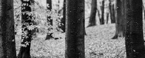 Preview wallpaper tree, leaves, dry, autumn, black and white